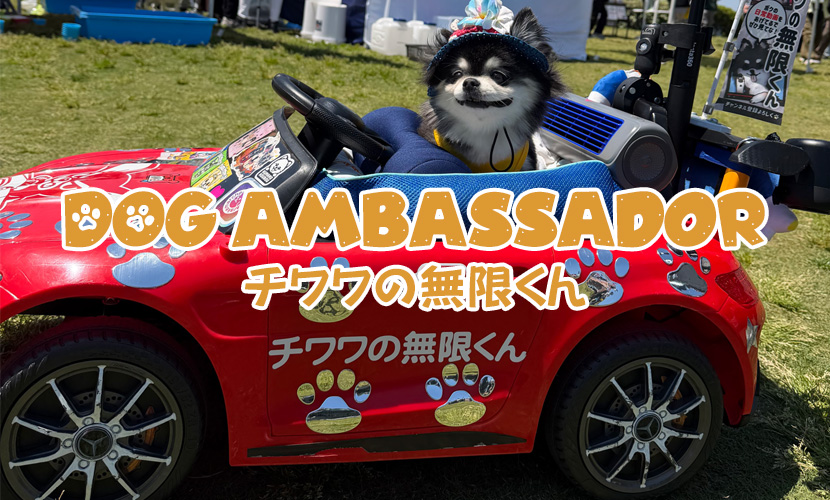 ドッグアンバサダー チワワの無限くん